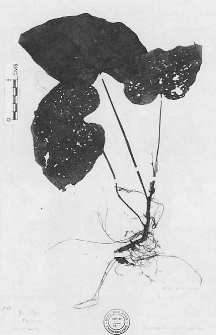B. lecomtei